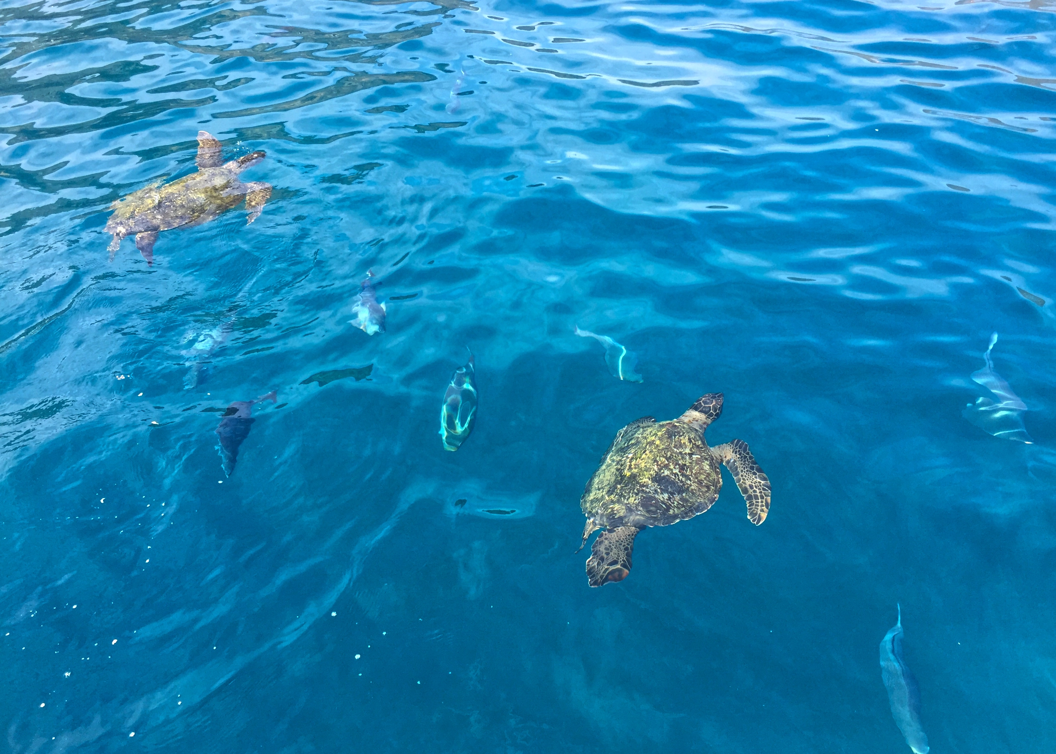 Spondylus – Guided Tour - Day 4 additional gallery images