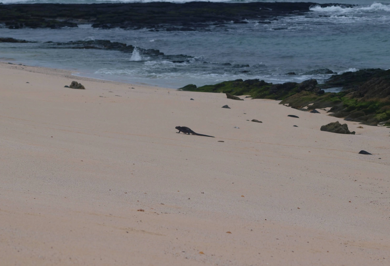 GALAPAGOS MULTI-SPORT - Day 6 - Transfers between Islands to get to the airport in Santa Cruz / (B)